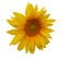 Picture of a sunflower